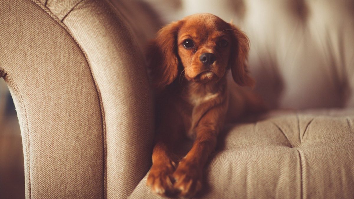 hond in de zetel foto pixabay