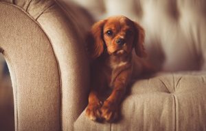 hond in de zetel foto pixabay