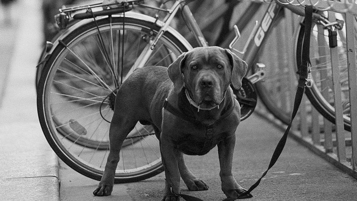 honden niet toegelaten