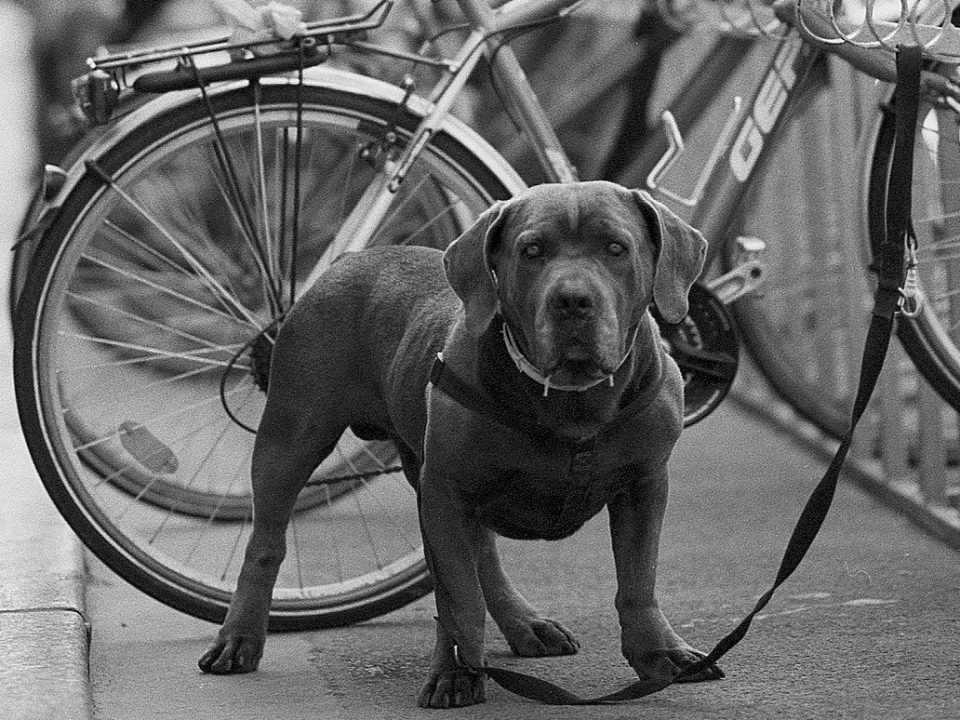 honden niet toegelaten