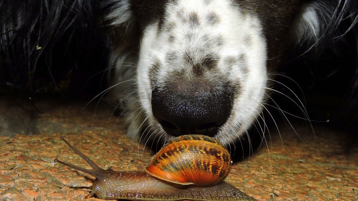 slakken zijn gevaarlijk voor honden