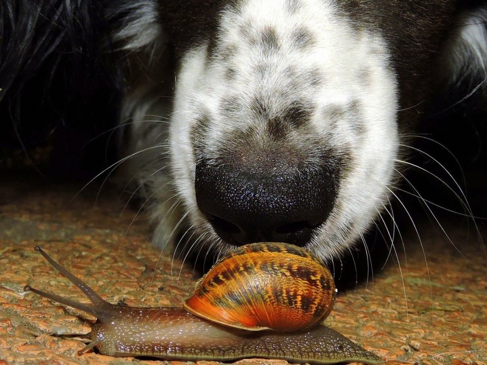 slakken zijn gevaarlijk voor honden