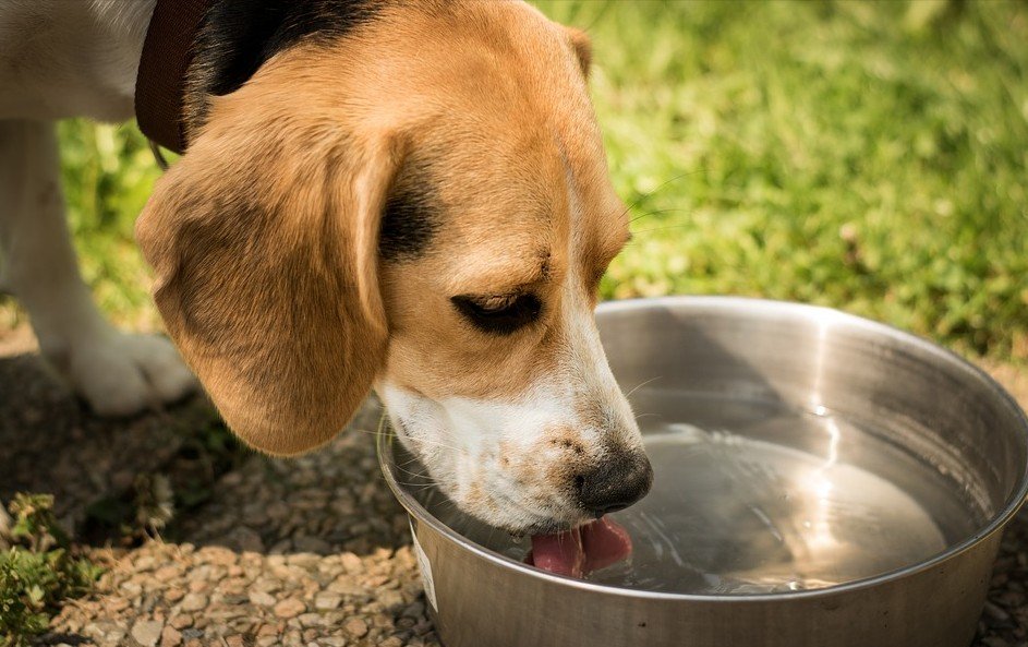 uitdroging bij honden