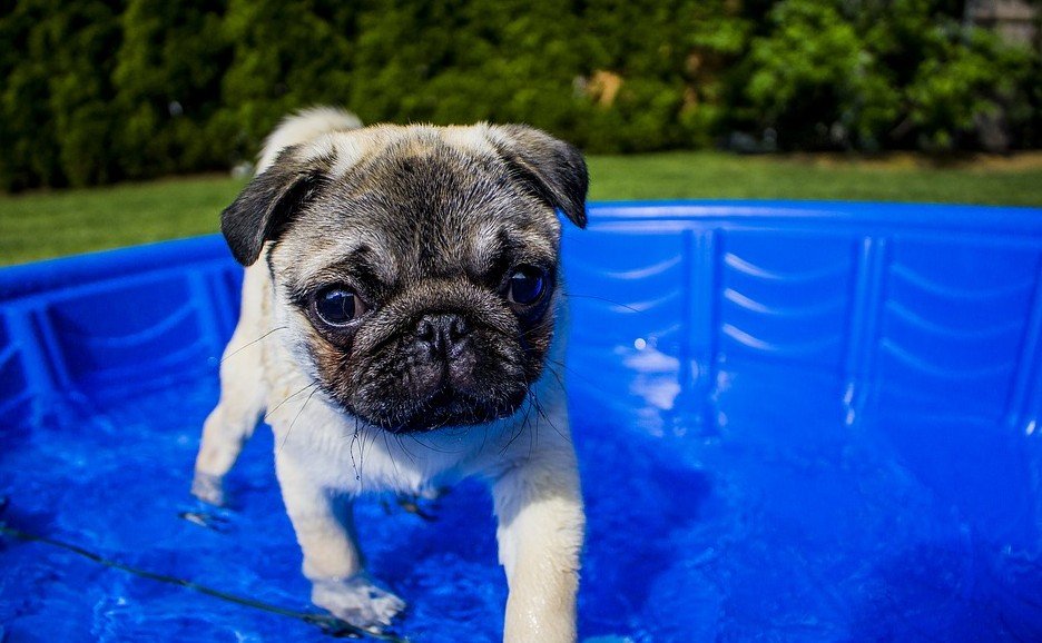 zwemmen met je hond puppy