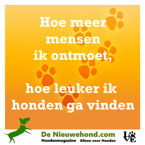 Hoe meer mensen ik ontmoet hoe leuker ik honden ga vinden