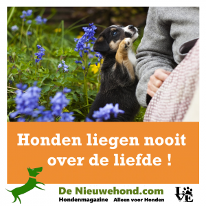 Honden liegen nooit over de liefde