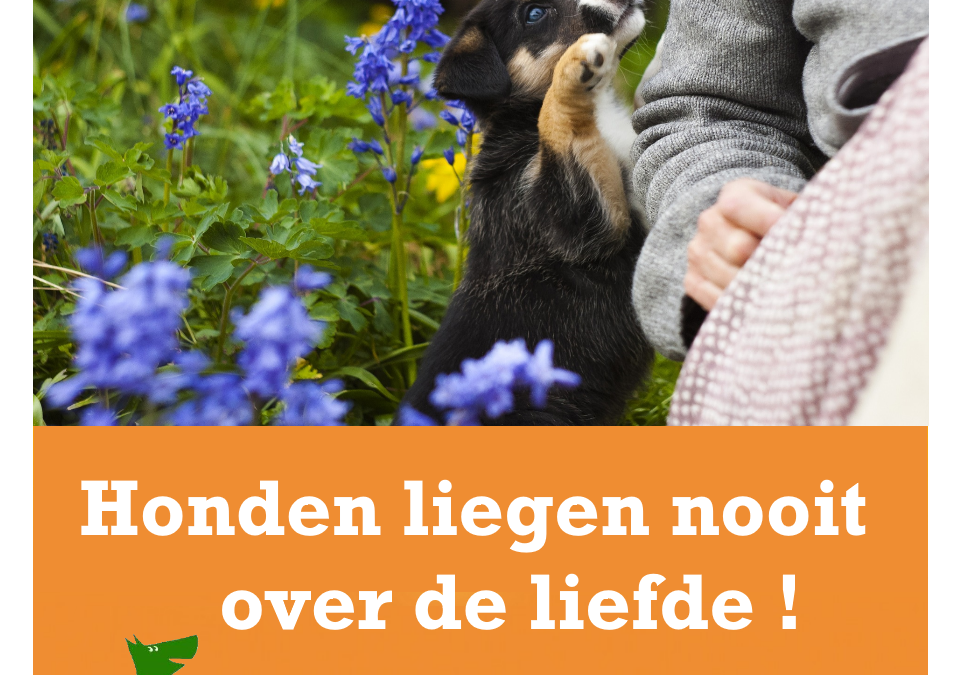 Honden liegen nooit over de liefde