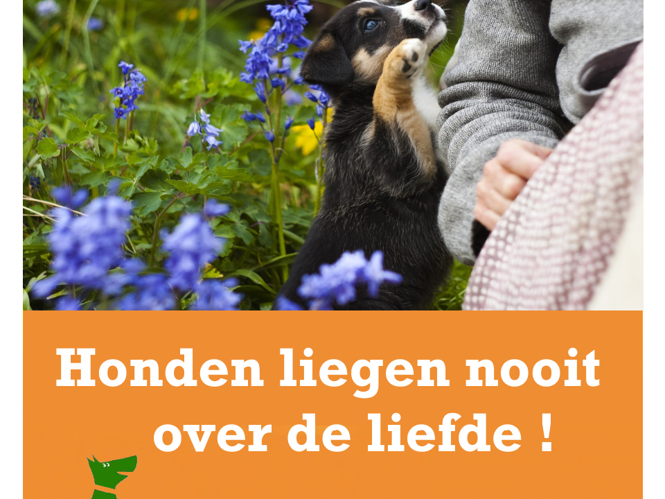 Honden liegen nooit over de liefde