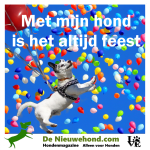 Met mijn hond is het altijd feest