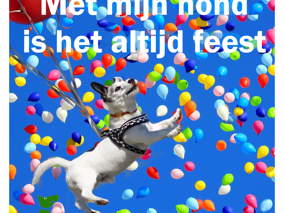 Met mijn hond is het altijd feest