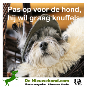 Pas op voor de hond hij wil graag knuffels