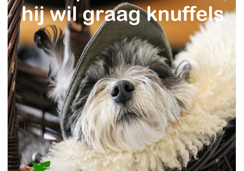 Pas op voor de hond hij wil graag knuffels