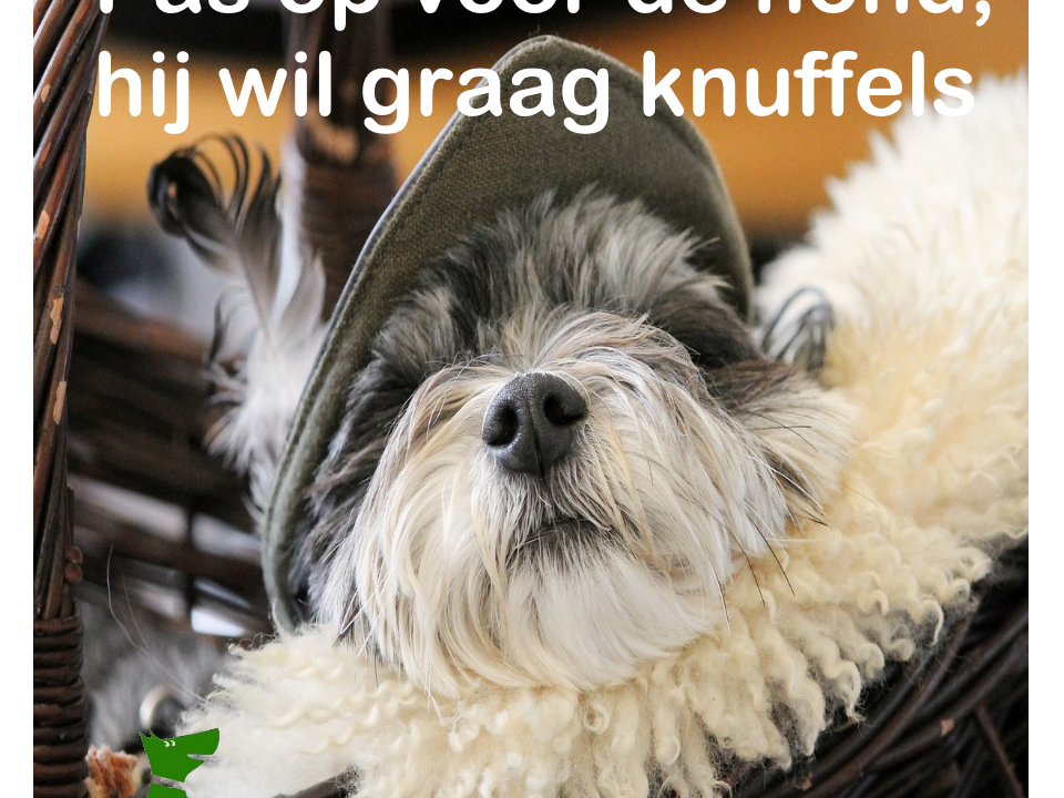 Pas op voor de hond hij wil graag knuffels