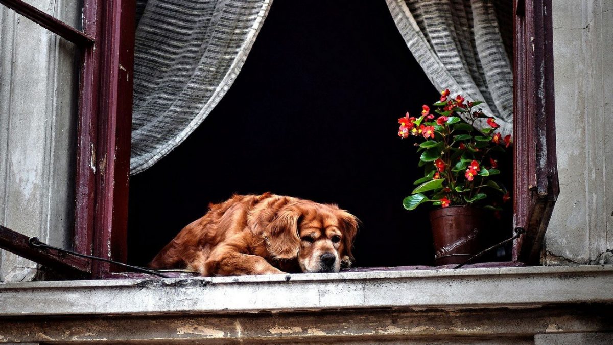 Hoe het leven van een oude hond wat makkelijker te maken - foto pixabay