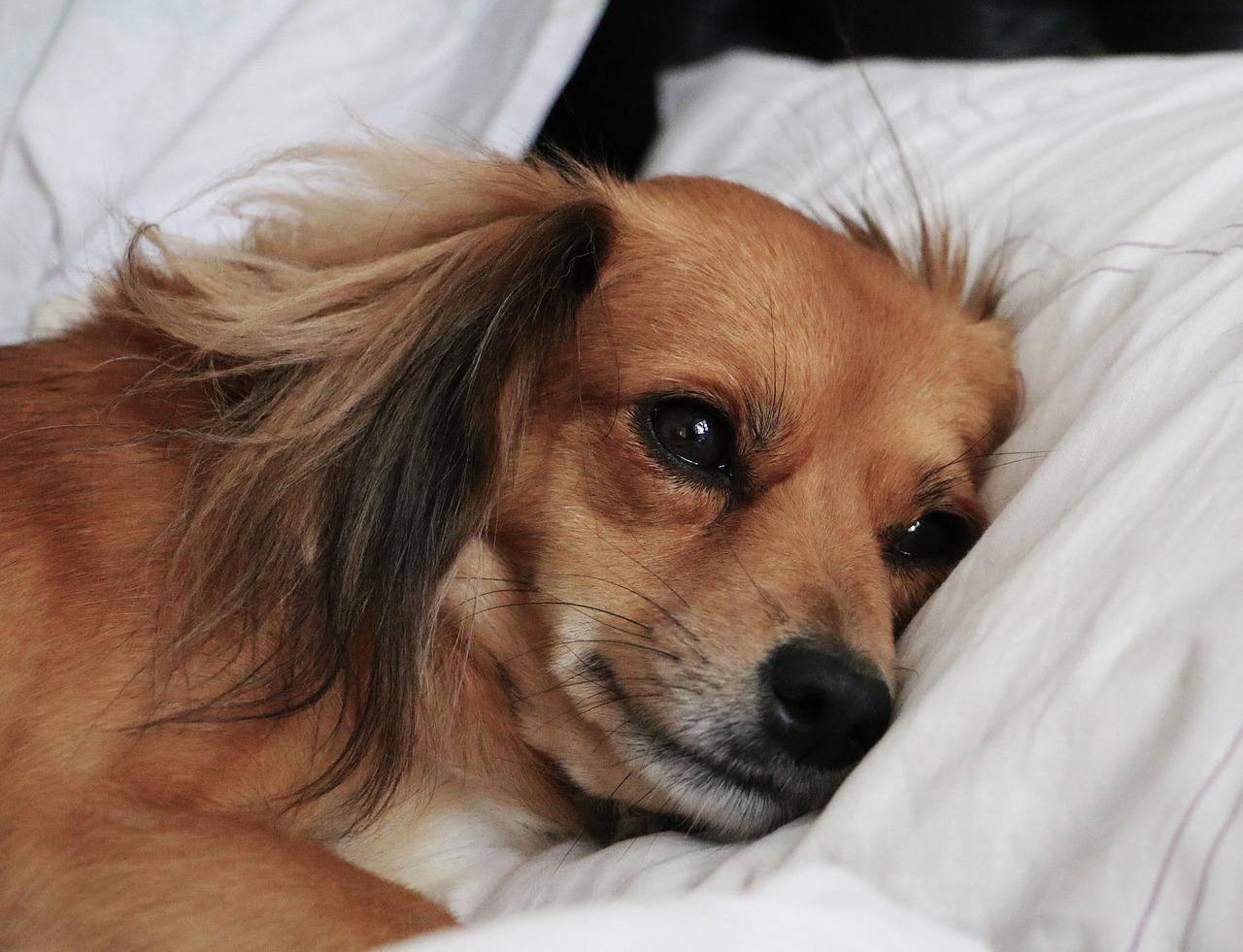 Je slaapt meestal beter met een hond in bed