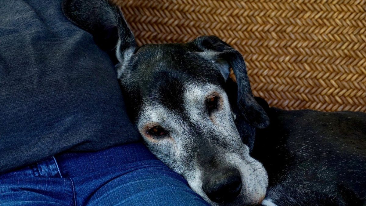 Ouderdomsklachten en hoe zorg je voor een oudere hond foto pixabay