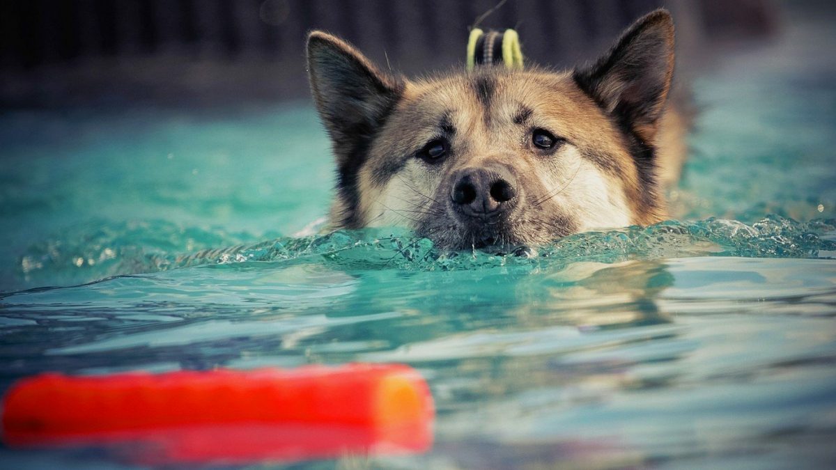 Waterintoxicatie of watervergiftiging bij honden foto pixabay