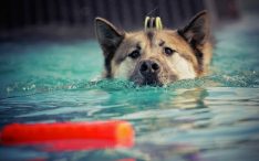 Waterintoxicatie of watervergiftiging bij honden foto pixabay