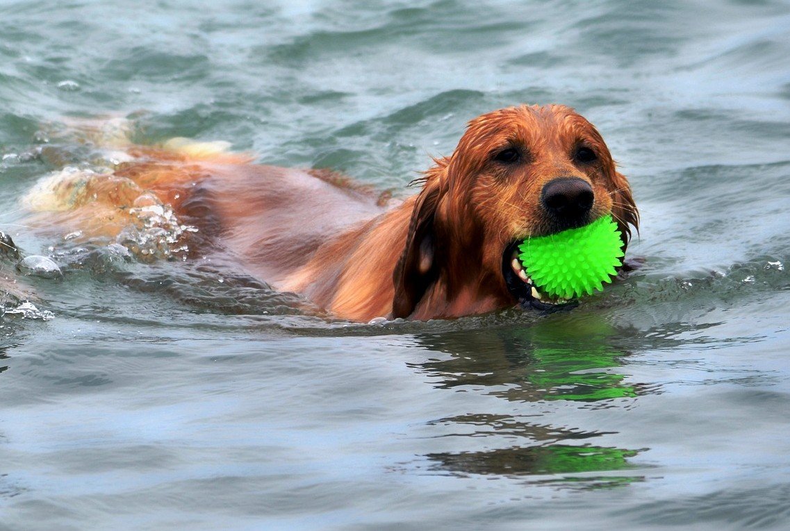 Waterspelletjes voor je hon