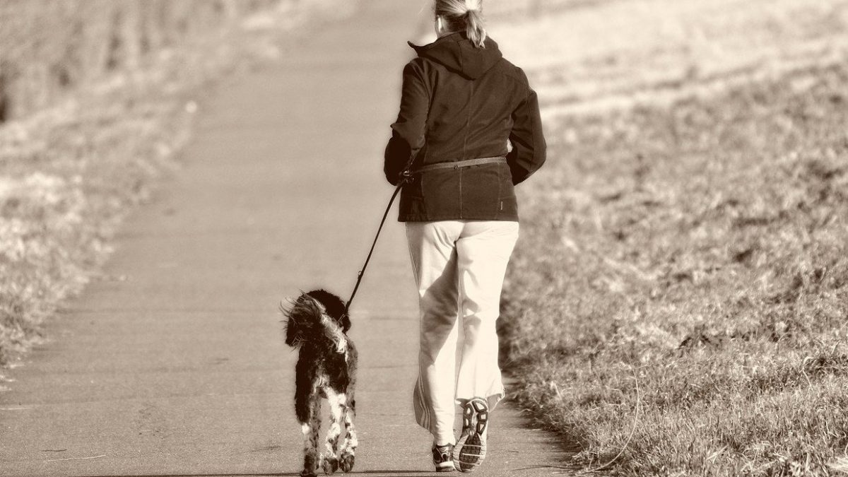 hond aan de leiband