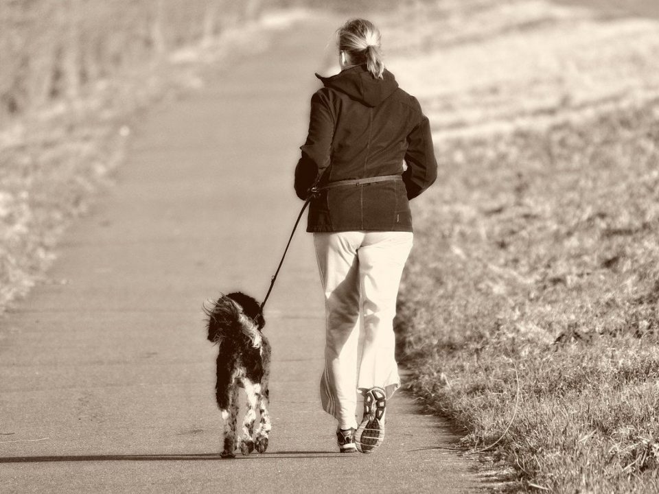 hond aan de leiband