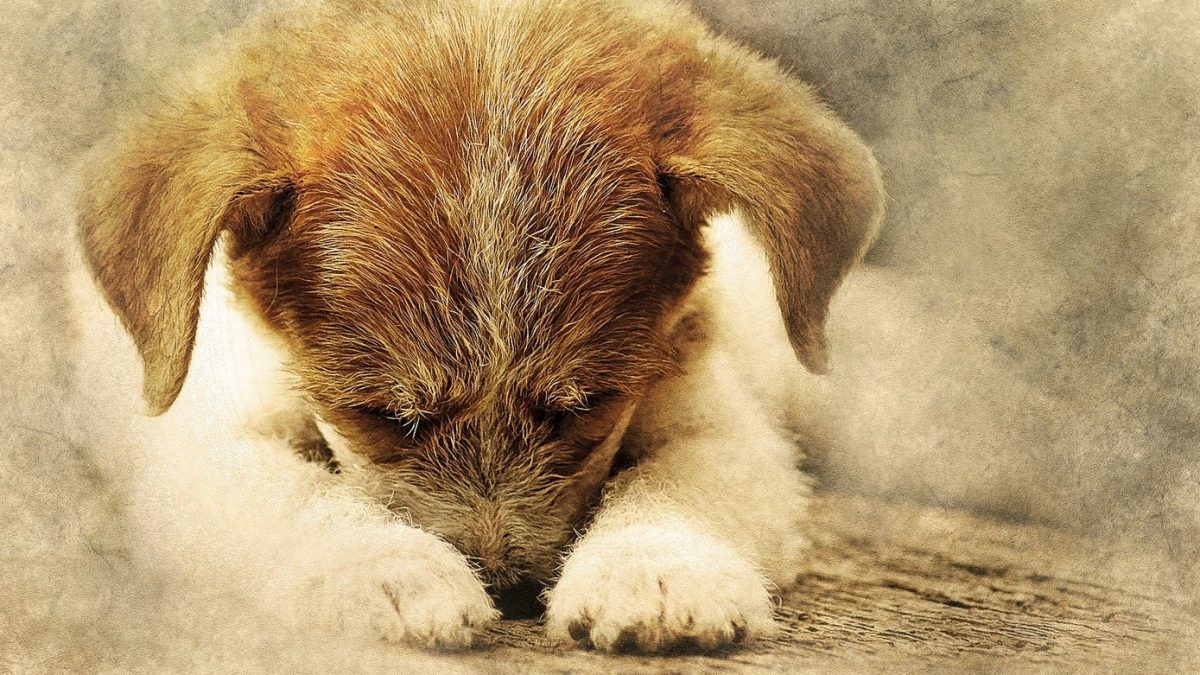 hond heeft pijn foto pixabay