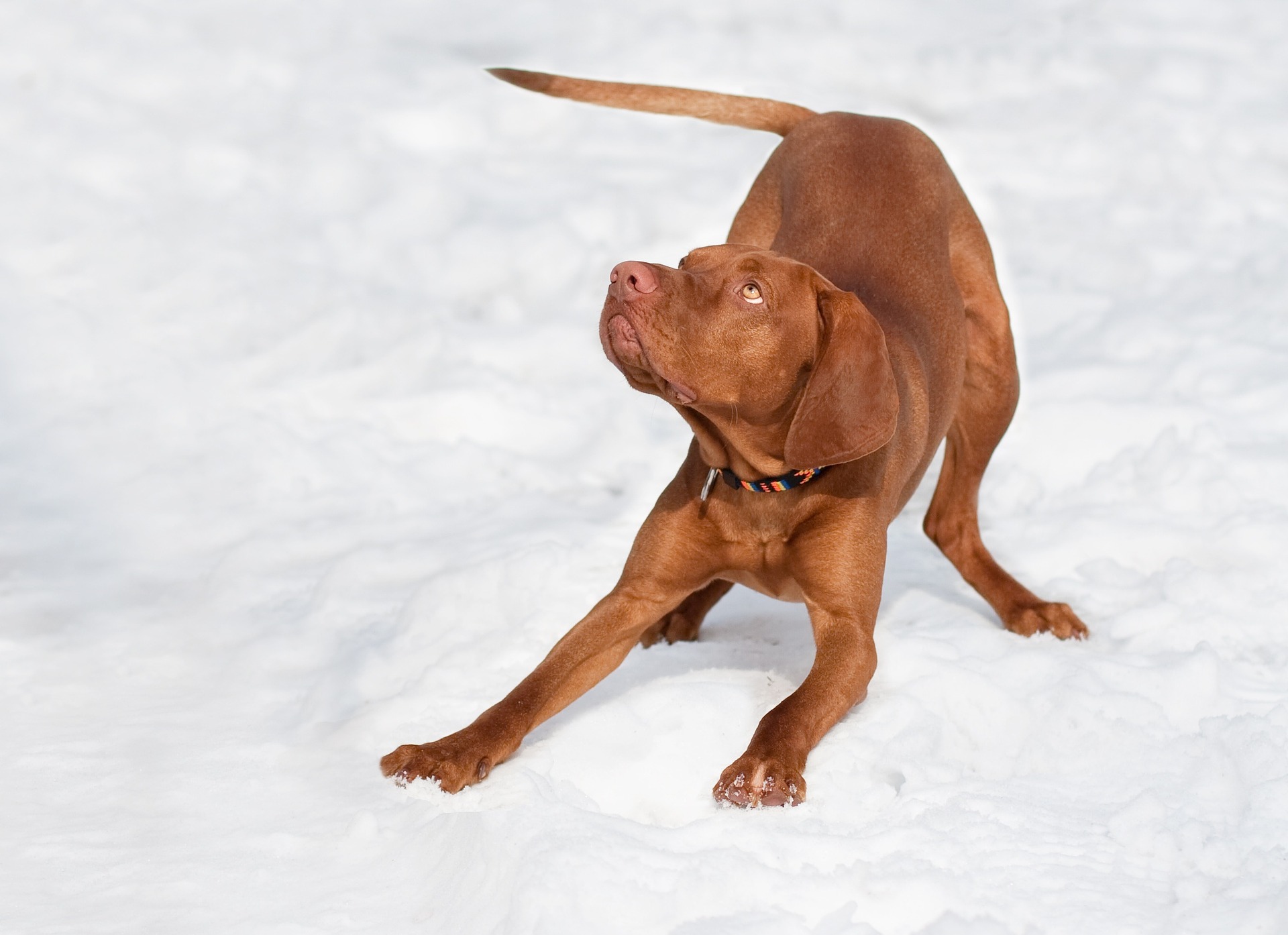 Leren denken als een hond - hond wil spelen