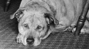 signalen van pijn bij een hond herkennen foto pixabay