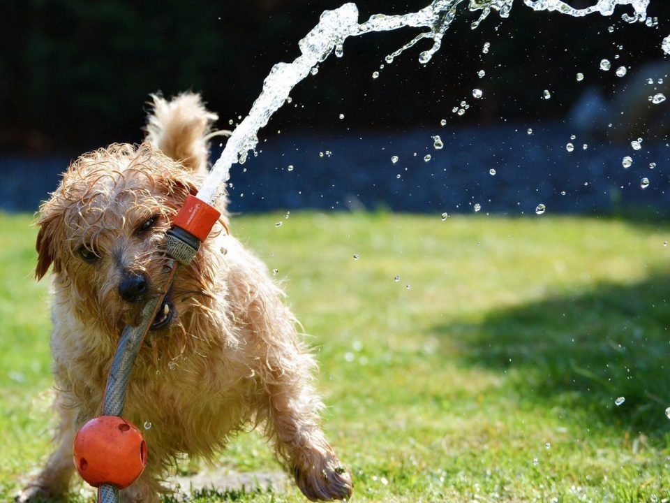 Waterspelletjes voor je hon