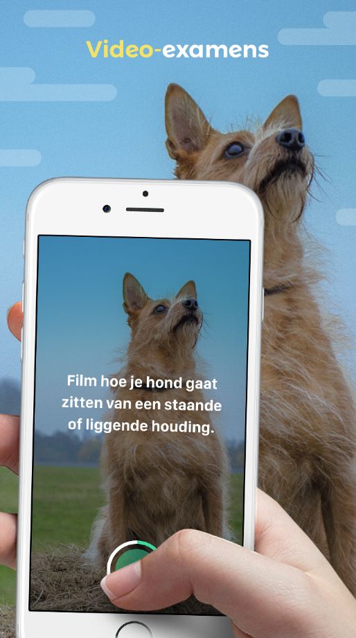 dogo video examens