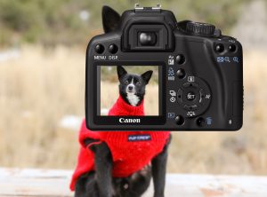 foto van je hond - maak een selfie