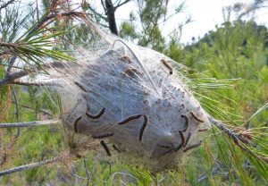 nest processierupsen