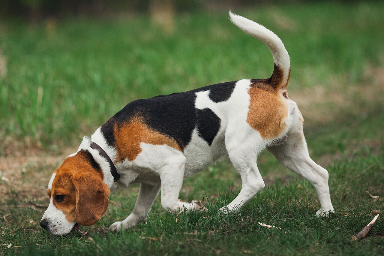 Jachthonden en hun specialiteit tijdens het jagen beagle-4440889_1280