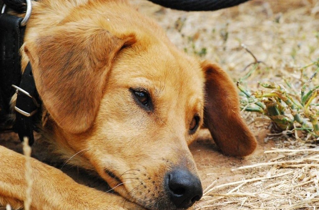 Adressenlijst van dierenasielen, honden en kattenasielen in België die je snel en eenvoudig kan raadplegen per gemeente en provincie.