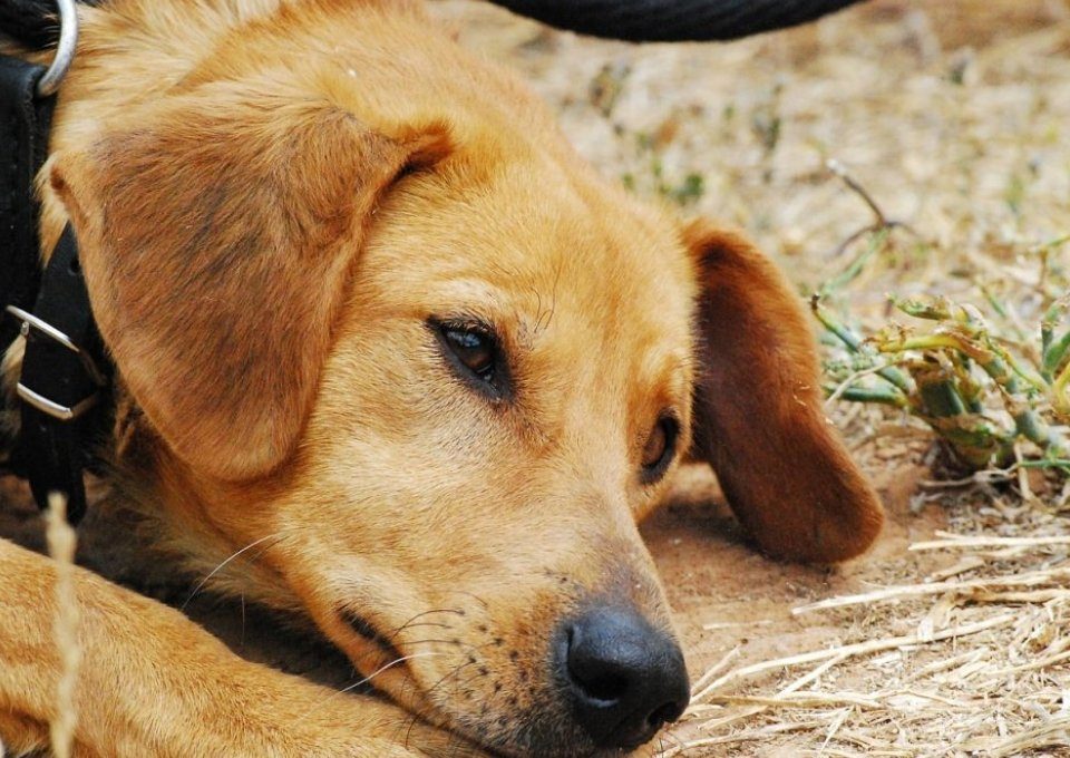 Adressenlijst van dierenasielen, honden en kattenasielen in België die je snel en eenvoudig kan raadplegen per gemeente en provincie.