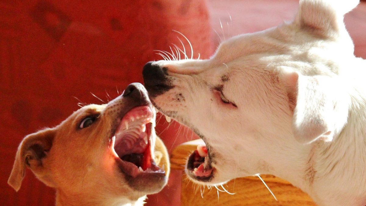 honden bijten