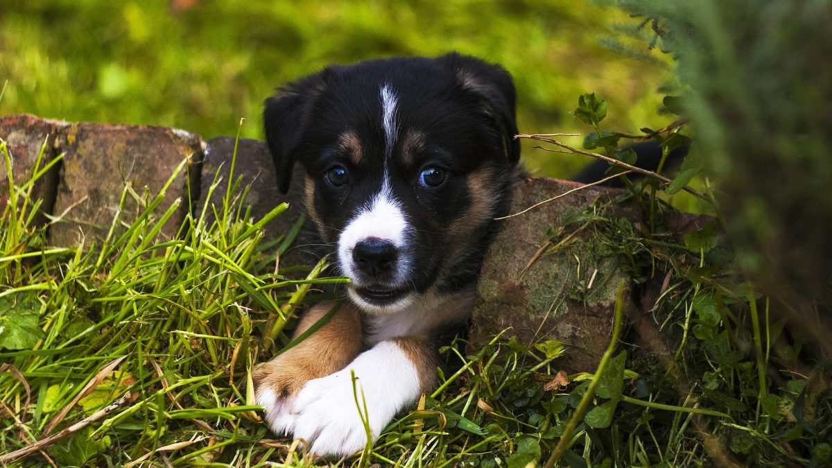 puppy Veilige lentetips voor honden