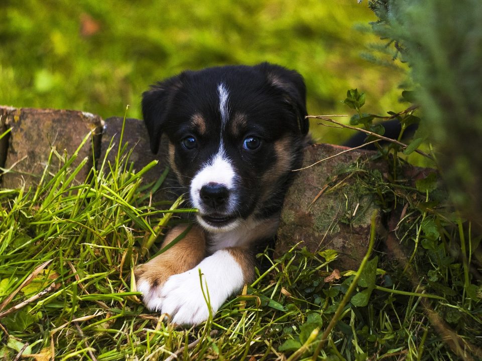 puppy Veilige lentetips voor honden