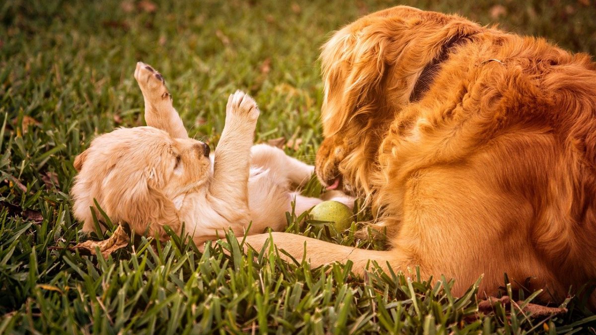 Tips bij de aanschaf van een puppy