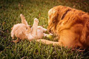 Tips bij de aanschaf van een puppy