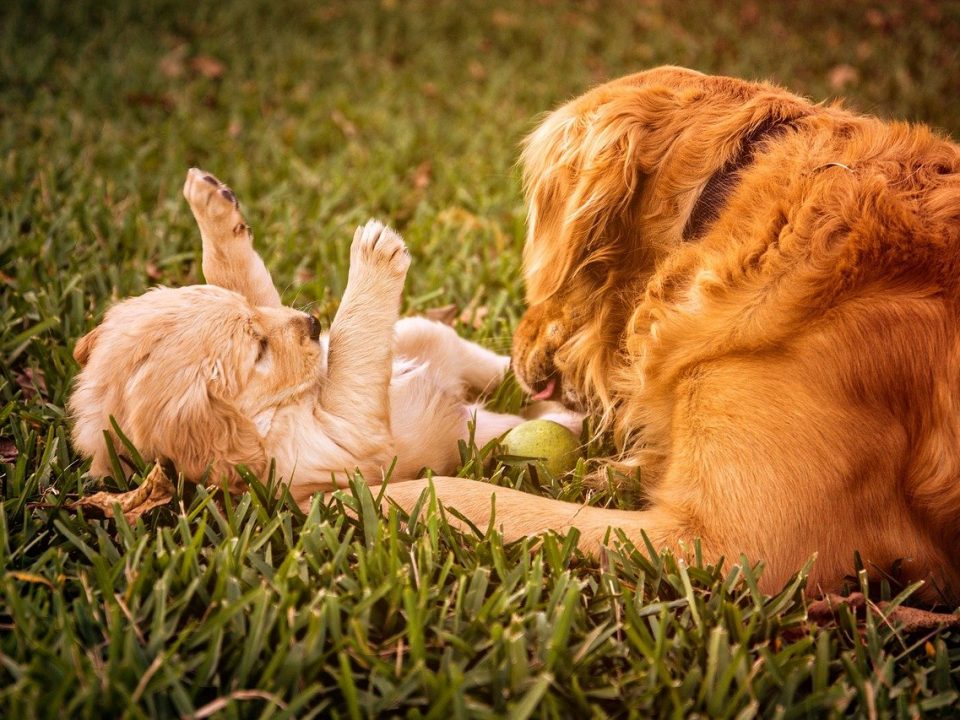 Tips bij de aanschaf van een puppy