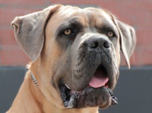 Cane Corso en Alano Espanol