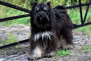 Tibetaanse Terrier tibbies - Wanted Nice Dog's