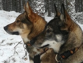 West-Siberische Laika fokkers