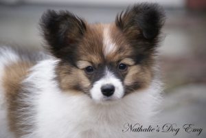 Vlinderhond - Papillion