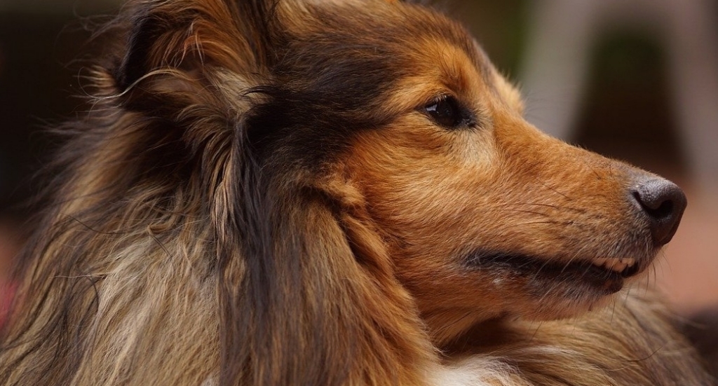 Overzicht hondenfokkers kennels De Nieuwe Hond