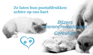 Dieren- crematoriums in België - bilzen crematorium e1561575377276