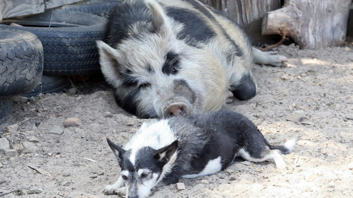 Rauw varkensvlees voor honden is taboe