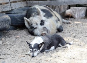 Rauw varkensvlees voor honden is taboe