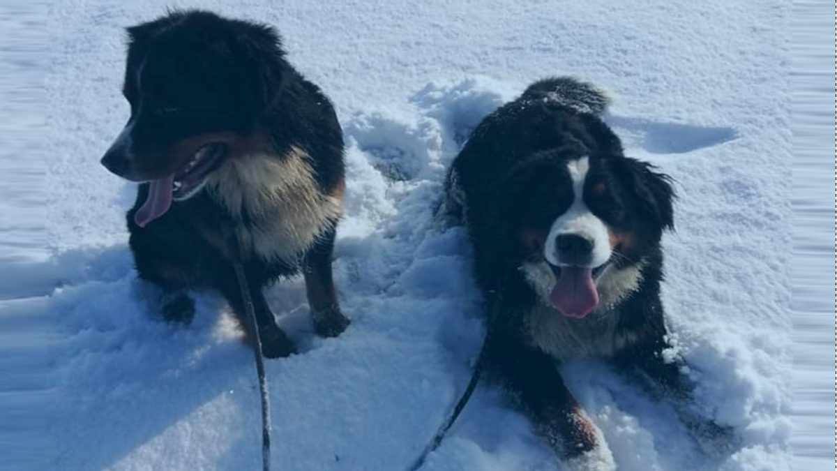 Berner Sennenhonden vergiftigd in Denderhoutem - Berner Sennenhonden vergiftigd in Denderhoutem